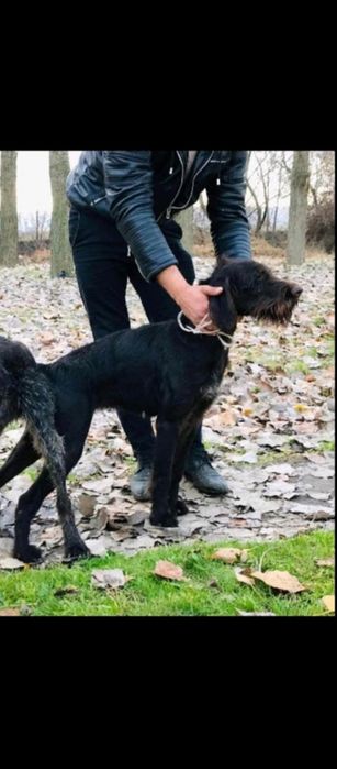 Женски  Дратхаар