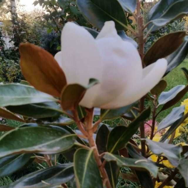 Питомник декоративных растений. Более 2000 видов земной флоры.