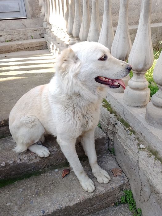 Продаётся собака