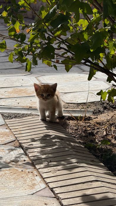 Рыжий Котенок, девочка.