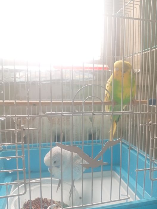 Tóti qush sotiladi para