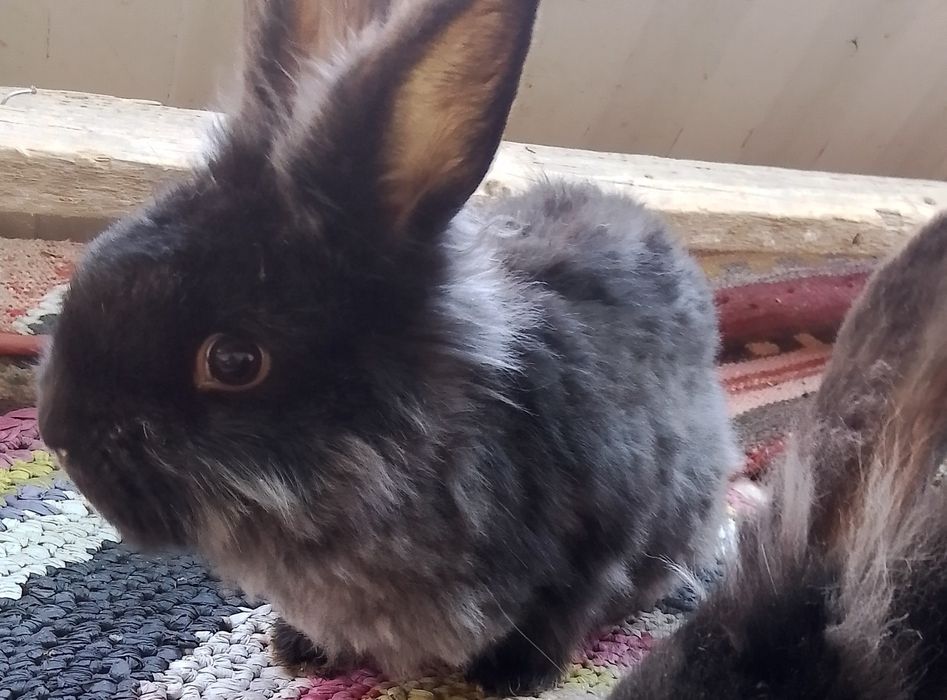 Quyon sotiladi zotli karlik