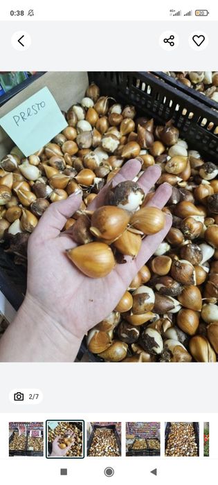 Акция  тюльпаны шок цена по 10тг