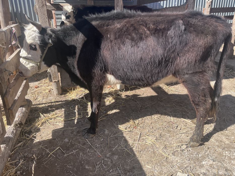 Еки туган кысыр сиыр