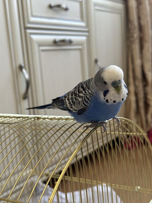 Говорящий волнистый попугай