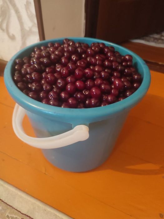 Вишня. Шымкент.