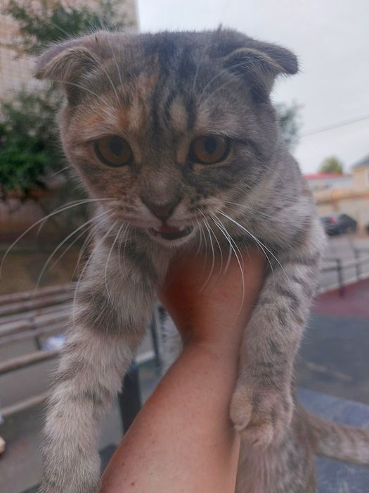 В добрые руки молодая кошечка.