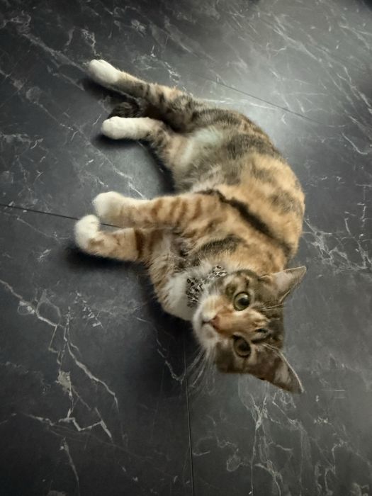 Donez pisică sterilizată, deparazitată