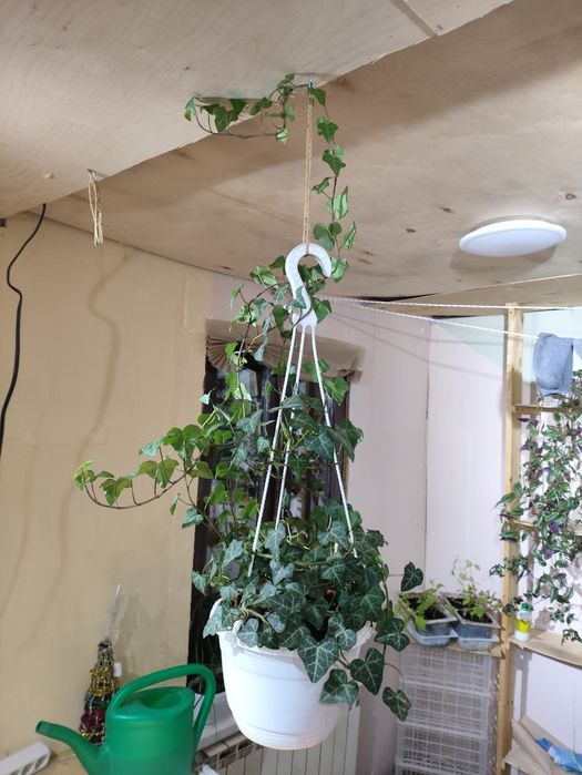 Комнатные цветы( 1.5 года)