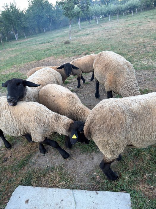 Oi Suffolk de vanzare