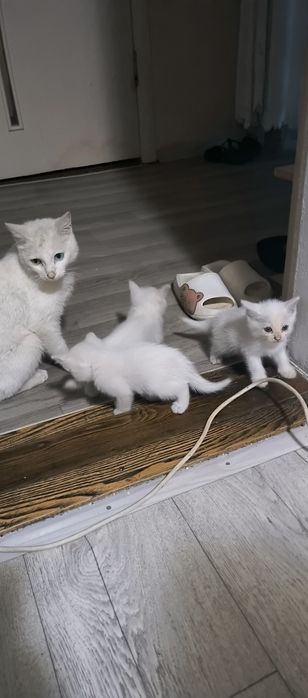 Отдадим хороших белых котят
