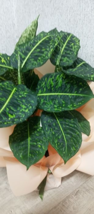 Продам дифенбахия рефлектор