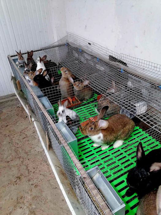 Зайци  5/8  евро