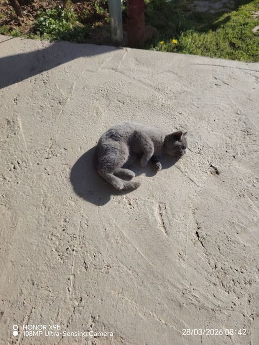 Mushuk sotiladi.  Британская короткошерстная parodasi