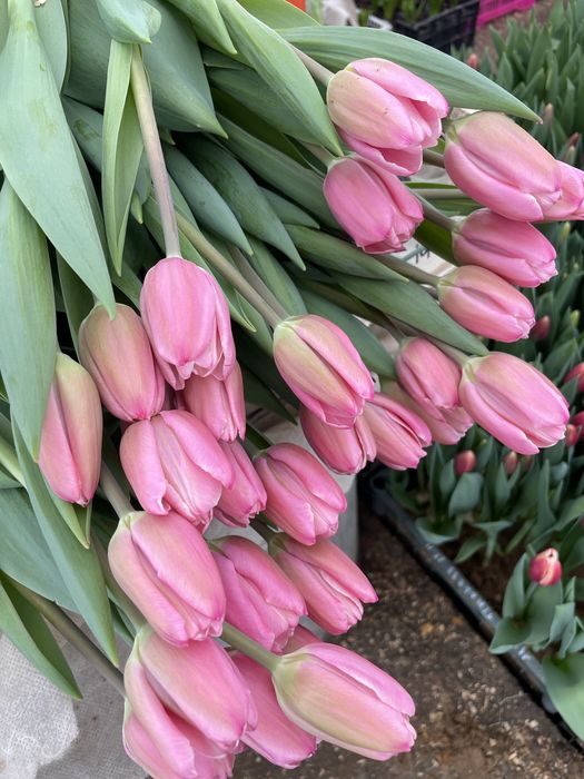 Тюльпаны к 8 марта