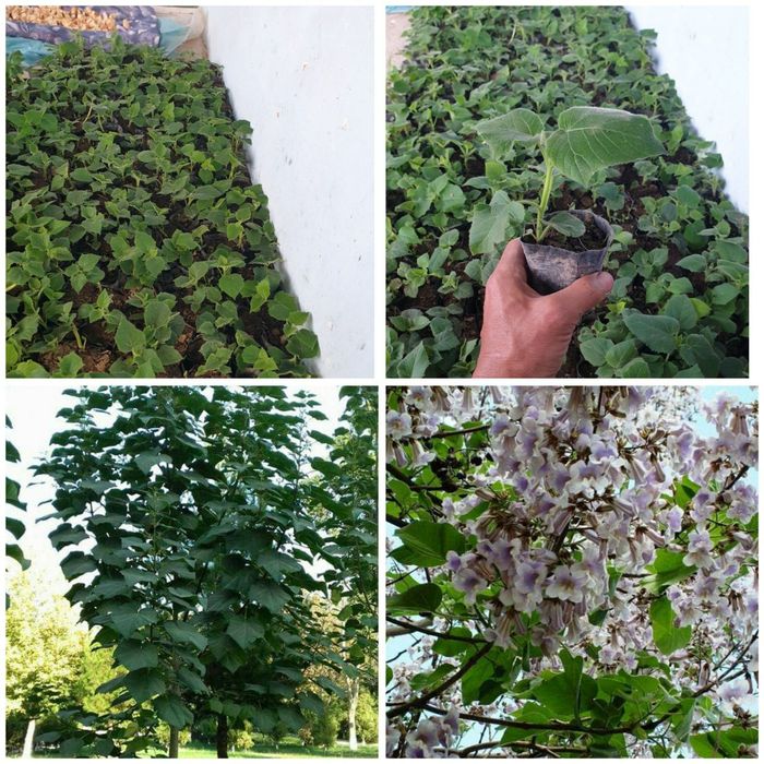 Pavloniya niholchasi sotiladi