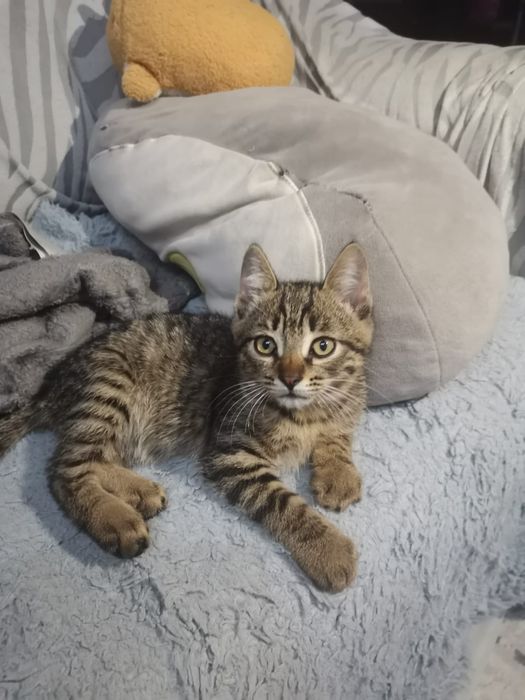 Отдам котят/ котёнка