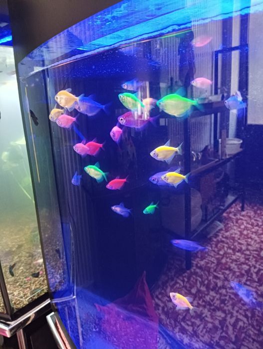 Тернетсия крупные размерда