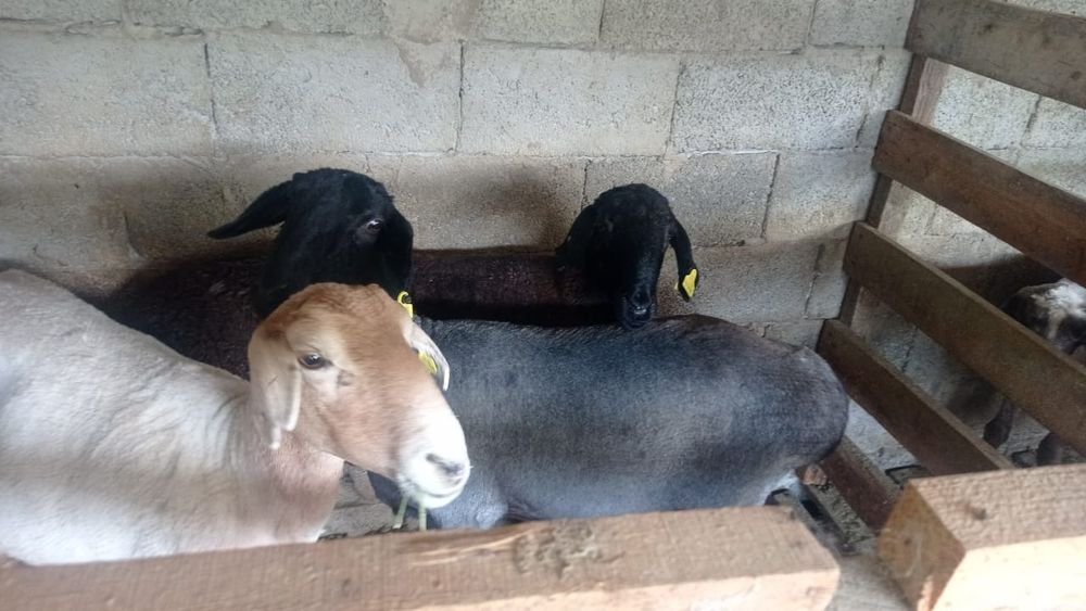 Семіз койлар сатылады