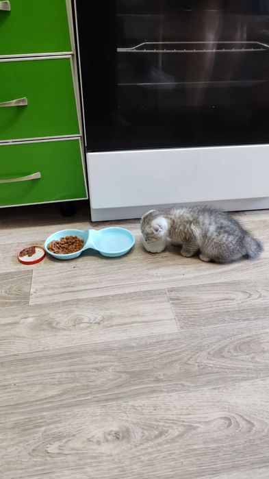 Скоттиш фолд вязка, мальчик