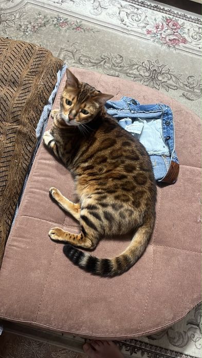 Продам бенгальского кота