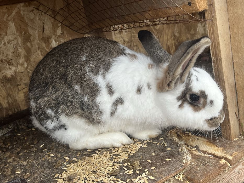 Продам кроликов