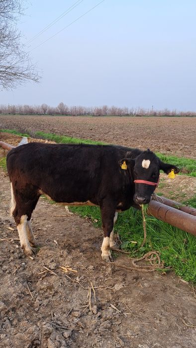 Рассийский токол гунажин 1чи коринга 5ойли бугоз