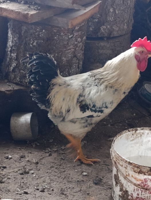 Молодые петухи Домашние