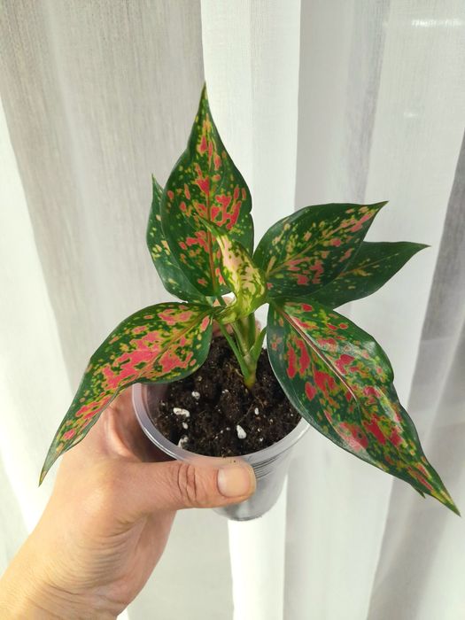 Продам Аглаонема Ред Руби