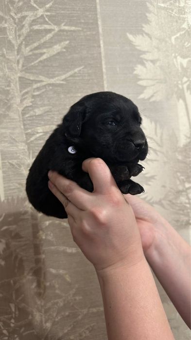 Бронь щенков лабрадора