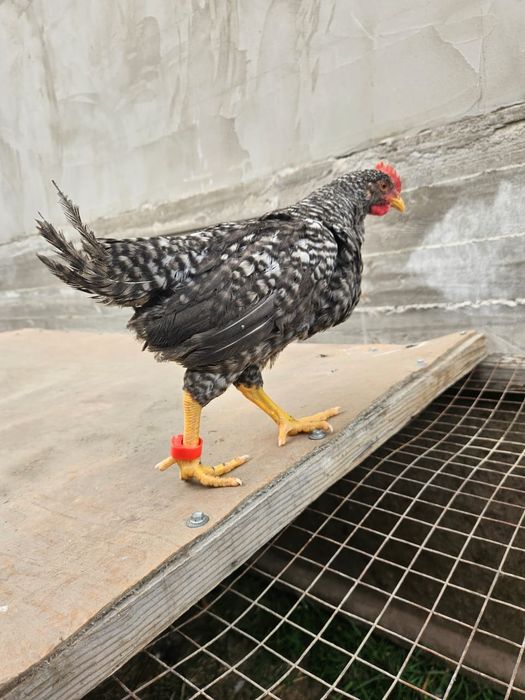 Продам цыплят от суточного до  3 месячного.