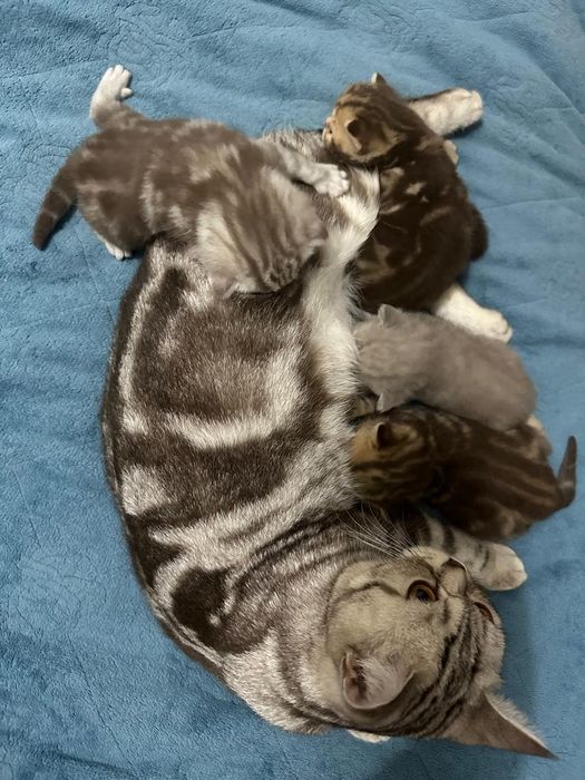 Шотландские котята
