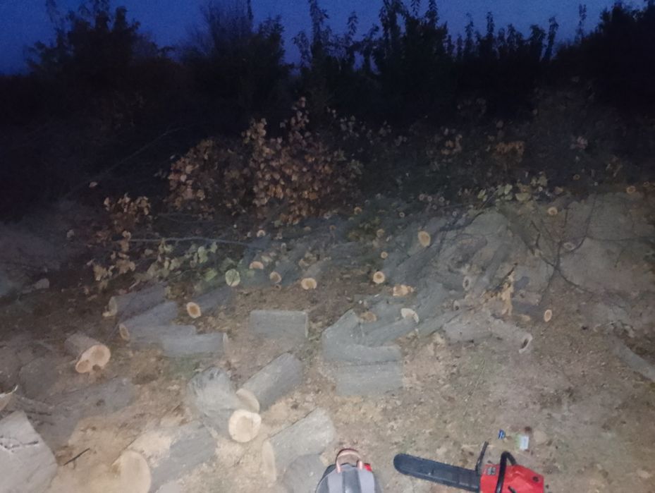 Vobkentda Zaldori daraxt sotiladi