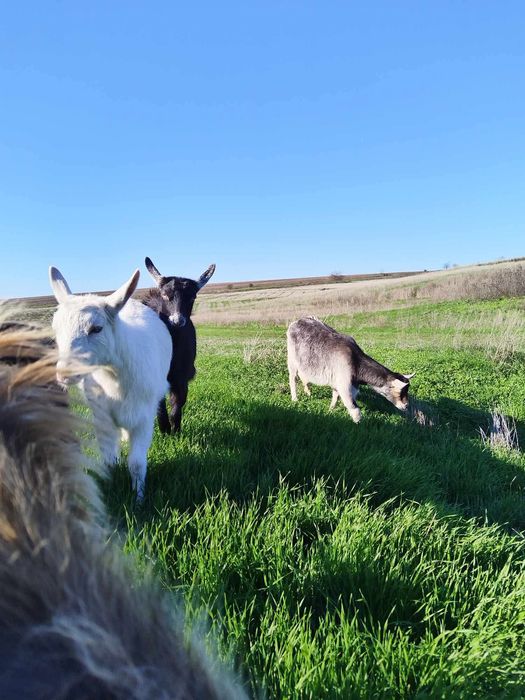 Кози за продан..