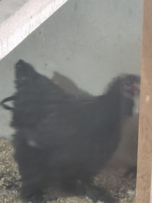 Петух и Куры брама чёрный алмаз и голубой брама семейка