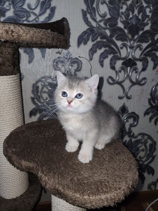 Scottish shinshila va  strayt, 1 yarim oylik sotiladi