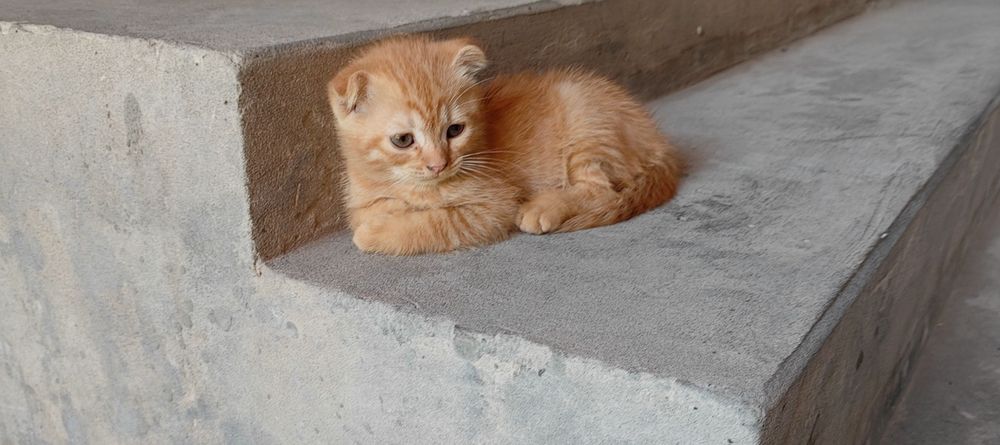Котёнки продаётся, СКОТИШ ФОЛД. Zotli Mushukchalar  sotiladi 2oylik.