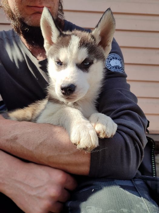 Щенки сибирский хаски