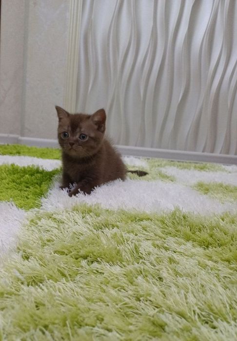 Продаётся срочно