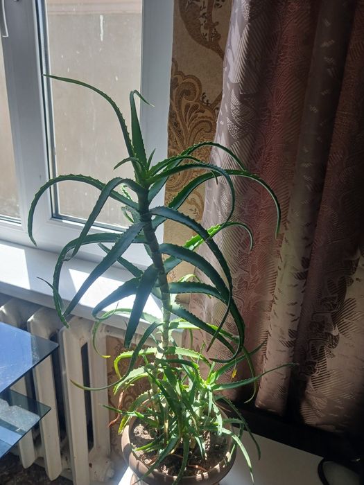 Продам алое 3х летка