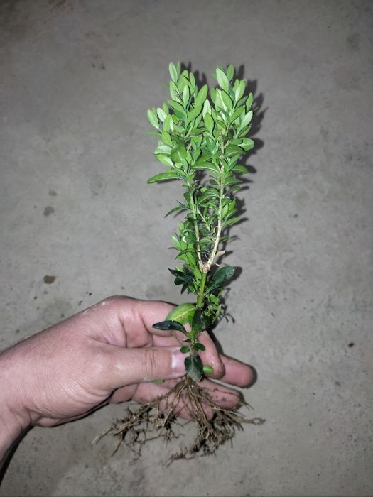 Шамшод кўчатлари сотилади