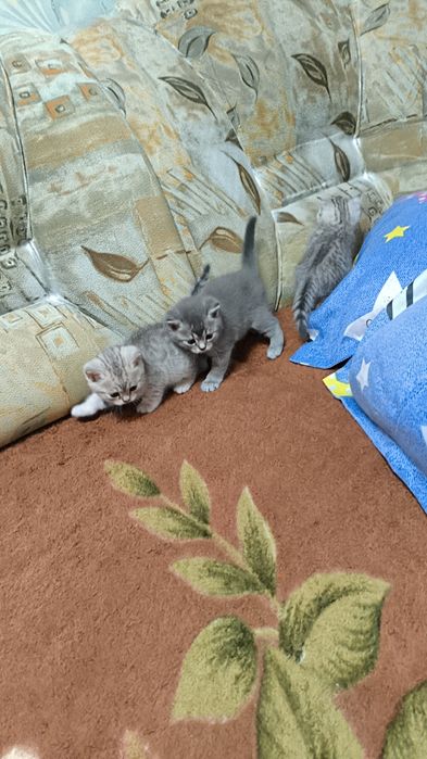 Шотландские котята