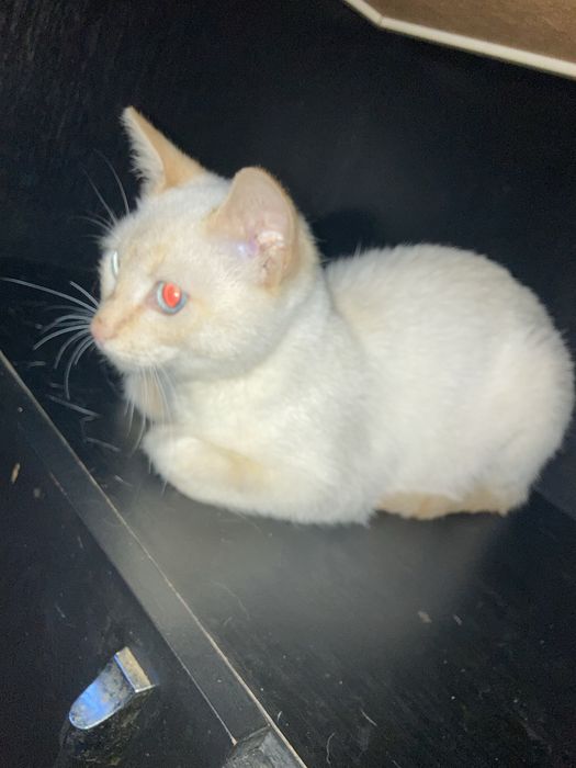 котенок мальчик 6 мес в добоые руки