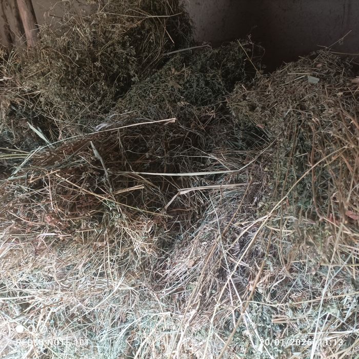 Beda va mayda o'tlar sotiladi