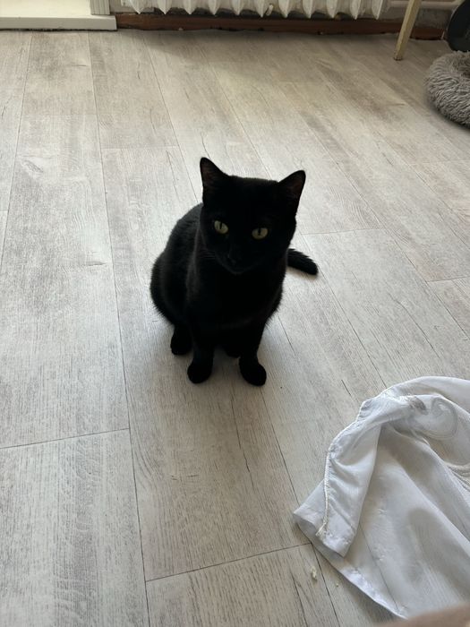 Отдам в добрые руки