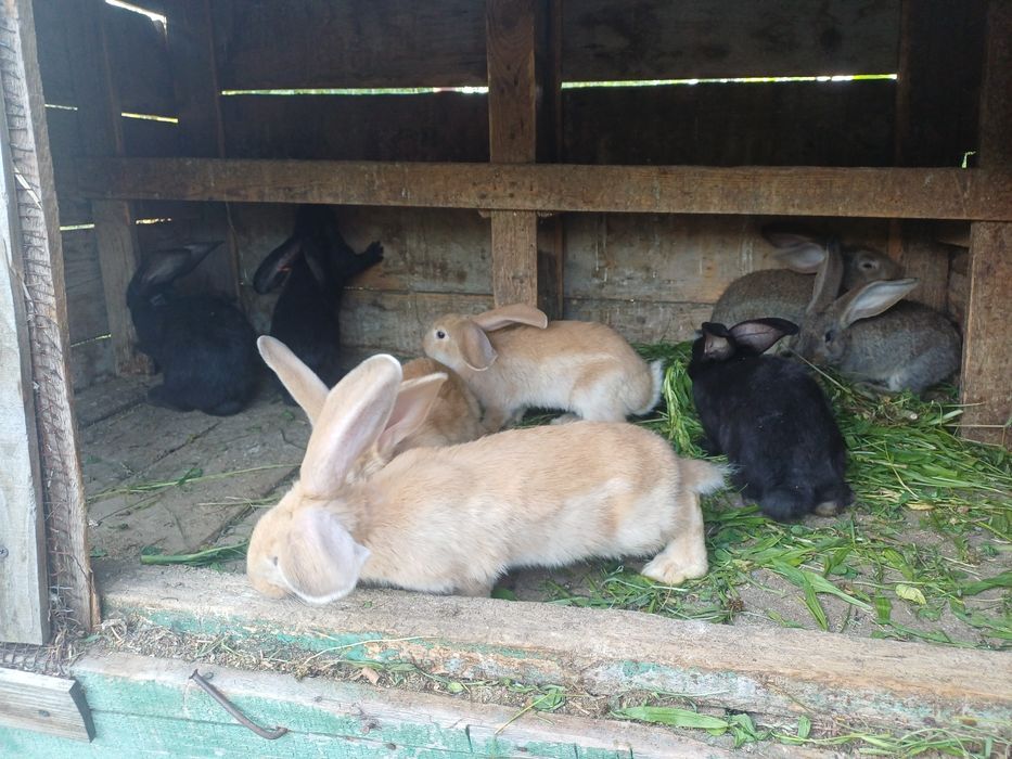 De vânzare pui UG au 2 luni!