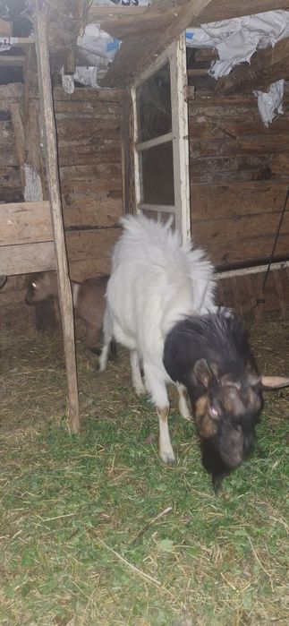 Vând țap de 3 ani