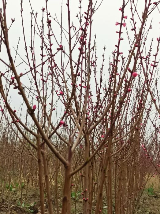 Мевали ва манзарали кучатлар