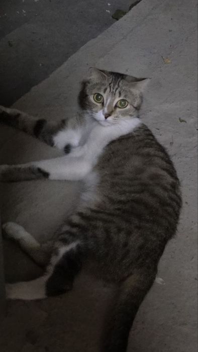 Домашняя кошка н