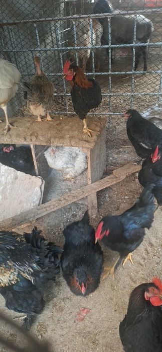 xorozlar sotiladi damashniy